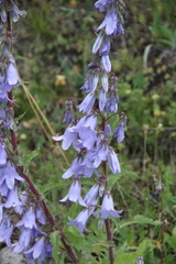 Campanula sarmatica