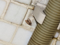 Etanna breviuscula