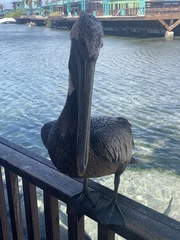 Pelecanus occidentalis