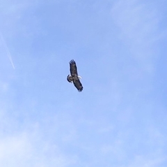 Haliaeetus leucocephalus