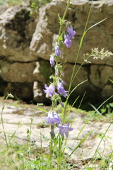 Campanula sarmatica