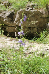Campanula sarmatica
