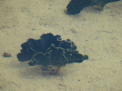 Udotea flabellum