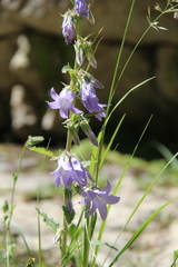 Campanula sarmatica