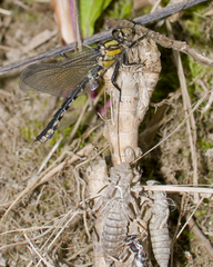 Ophiogomphus howei