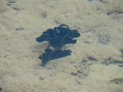 Udotea flabellum