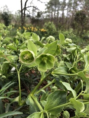 Helleborus viridis