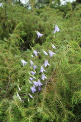 Campanula sarmatica