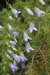 Campanula sarmatica