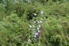 Campanula sarmatica