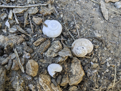 Cahuillus indioensis