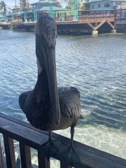 Pelecanus occidentalis