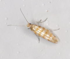 Argyresthia quadristrigella