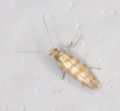 Argyresthia quadristrigella
