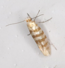 Argyresthia quadristrigella