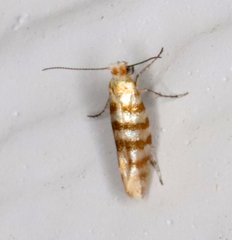 Argyresthia quadristrigella