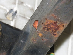 Hemiscopis sanguinea