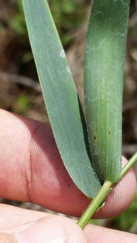 Image of Blue Witchgrass (Dichanthelium caerulescens) by (c) Jay Horn, some rights reserved (CC BY)