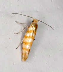 Argyresthia quadristrigella