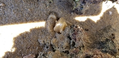 Diaulula sandiegensis