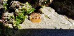 Diaulula sandiegensis