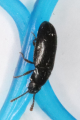 Pharaxonotha kirschii