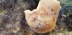 Diaulula sandiegensis