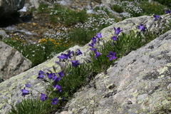 Campanula saxifraga