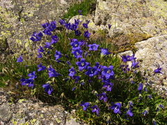 Campanula saxifraga