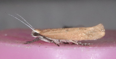Ypsolopha ochrella