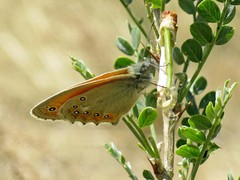 Coenonympha amaryllis