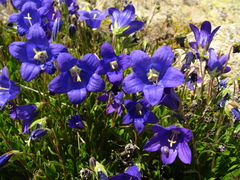 Campanula saxifraga