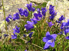 Campanula saxifraga