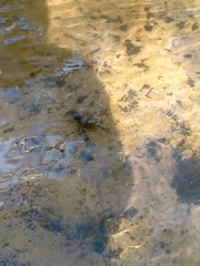 Euastacus