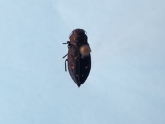 Phaenops fulvoguttata