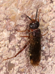 Xyelidae