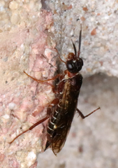 Xyelidae