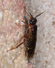Xyelidae