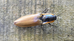 Semiotus luteipennis