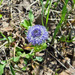 Globularia trichosantha - Photo (c) 101120949039860646287, some rights reserved (CC BY-NC-ND), uploaded by 101120949039860646287