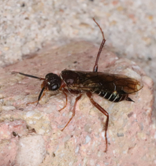 Xyelidae
