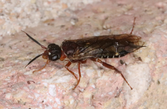 Xyelidae