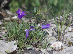 Campanula saxifraga