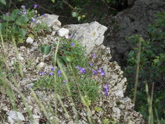 Campanula saxifraga