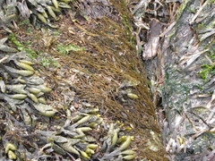 Melanosiphon intestinalis