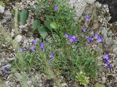 Campanula saxifraga