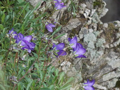 Campanula saxifraga