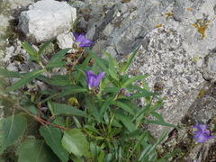 Campanula saxifraga