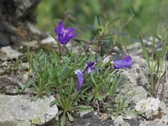 Campanula saxifraga