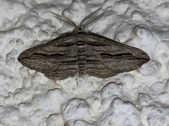 Ecleora solieraria